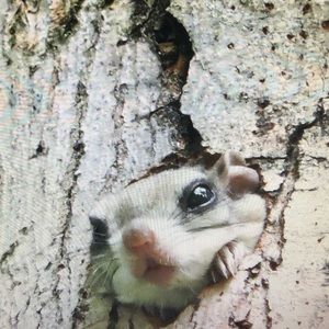 Meet your Posher, Diane